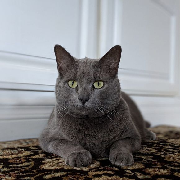 Meet your Posher, Kaila - Picture 1 of 1